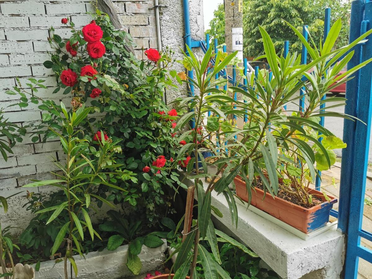 מלון סינמורץ Цвета מראה חיצוני תמונה